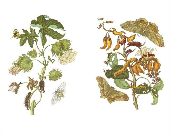 Produktbild Das Insektenbuch (Deutsch, Helmut Deckert, Maria Sibylla Merian, 2015)
