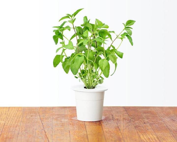 Actual product image Click and Grow Thai Basil (Herb seeds)