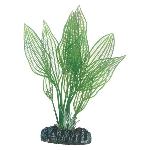 2x Dohse Aponogeton, 16 Cm (Decoratie, Planten), Aquarium Decoratie