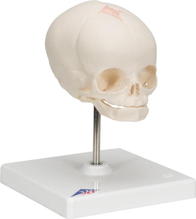 Image du produit 3B Scientific Modèle de crâne de foetus, sur trépied