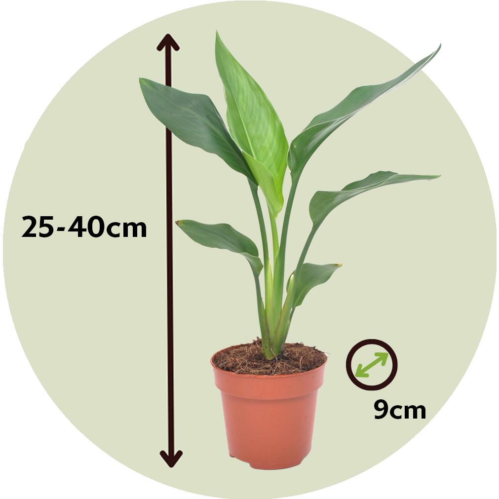 Thumbnail - Plant in a Box, Pflanzen, Strelitzia Reginea - Paradiesvogelpflanze (25 cm)