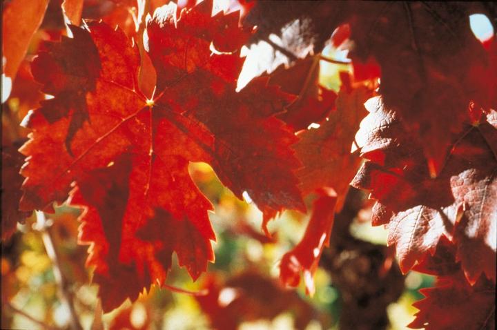 Actual product image Arkopharma Weinrebe (45 Piece, Capsules, 42 g)