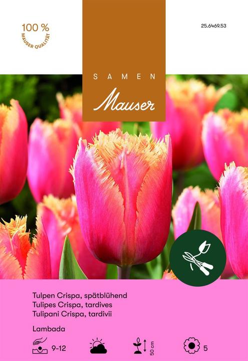 Produktbild Samen Mauser Lambada Crispa-Tulpe (Blumenzwiebeln)
