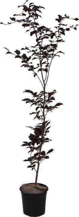 Produktbild Zulauf Blut-Buche / Fagus syl. 'Purpurea' (80 cm)