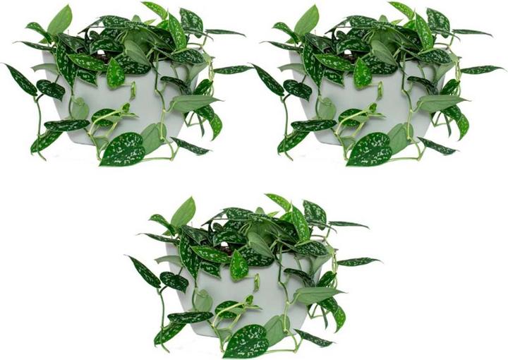 Image du produit CitySens 3 Pack di fioriere da parete  fioriera grigia (9 cm)