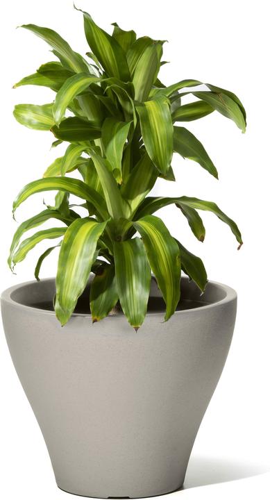 Immagine prodotto Step2 Fioriera Fernway - grigio cemento (50.80 cm)