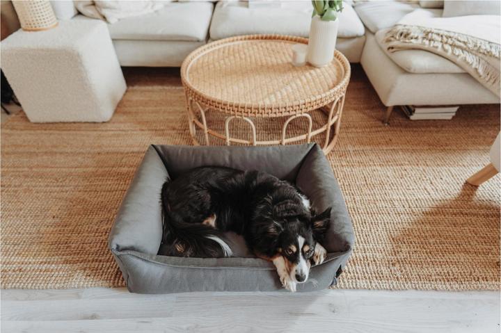 Immagine prodotto Hunter Merida (Cane)