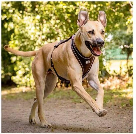 Produktbild Curli Belka Comfort Hundegeschirr Schwarz XL (XL, Hund, Spazieren)