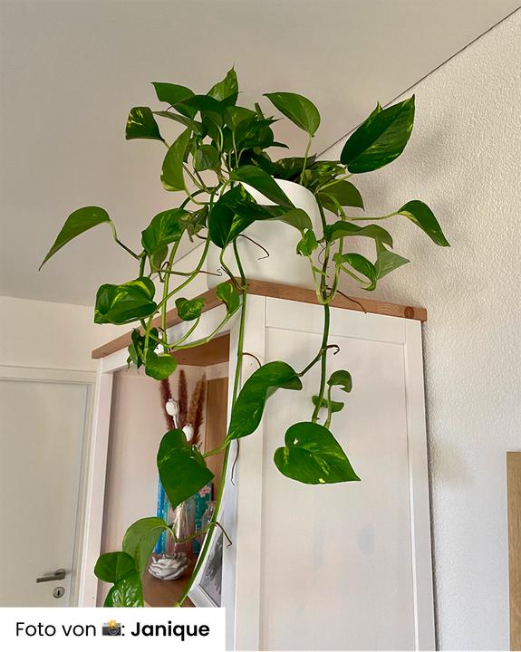 Produktbild feey Grosse Efeutute (45 cm, Frisch umgetopft)
