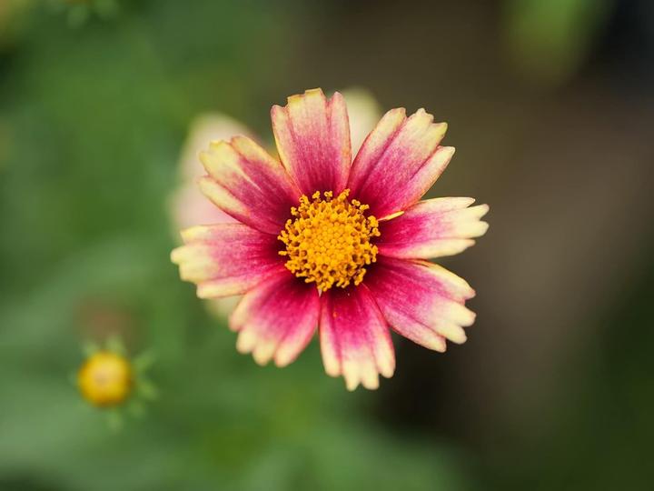 Produktbild Panasonic Lumix G Leica DG Vario-Summilux 25-50mm F/1.7 Asphärische Linse (Leica DG, Micro Four Thirds)