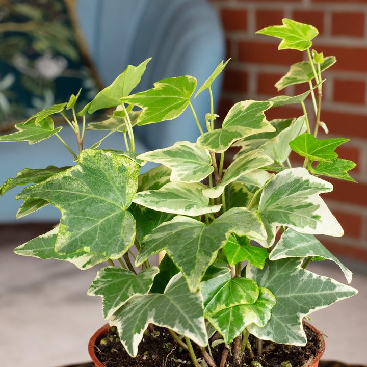 Produktbild Flowerbox Gemeiner Efeu- Hedera helix (15 cm)