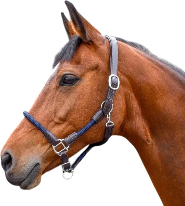Image du produit - Licol en corde pour chevaux RAYWELL