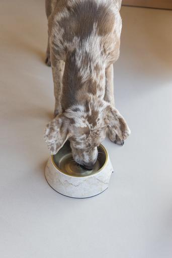 Actual product image Designed by Lotte Dog bowl Meis (0.70 l)