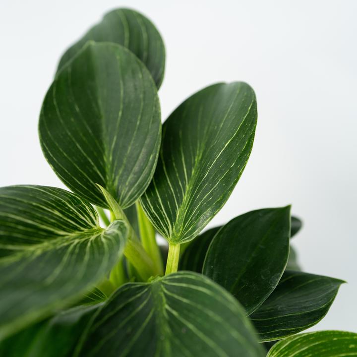 Produktbild Plant in a Box Philodendron 'White Wave' - Weisse Welle (25 cm)