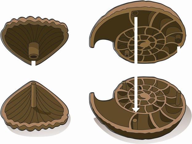 Productafbeelding Clementoni Opgravingsset fossielen & mineralen