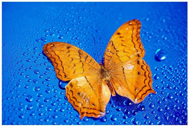 Image du produit 7artisans 60 mm F/2.8 Macro Mark II (Canon RF, APS-C / DX)