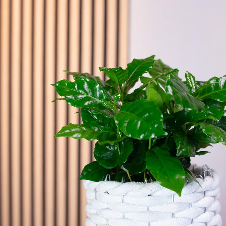 Produktbild Flowerbox Kaffeepflanze - Coffea Arabica (20 cm)