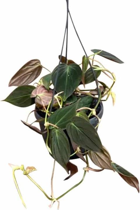 Plantlovers Philodendron Scandens Micans (Baumfreund) (25 cm)