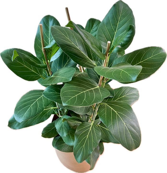 Actual product image Mahaloplants Ficus benghalensis (90 cm)