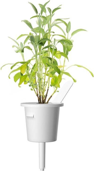 Actual product image Click and Grow Legend (Herb seeds)