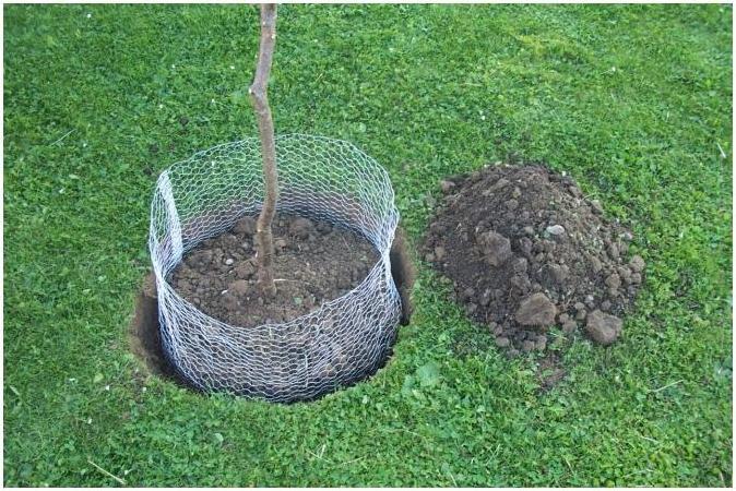 Actual product image Kerbl Vole basket