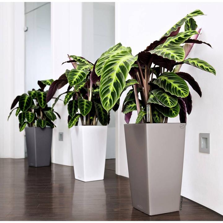 Actual product image Lechuza Cubico Color (29.50 cm)