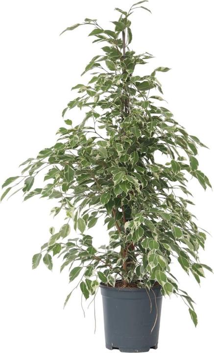 Plant in a Box Ficus Benjamina Twilight - Geigenpflanze (100 cm)