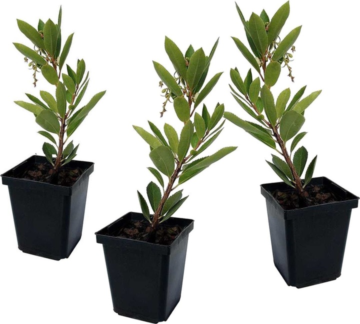 Immagine prodotto Plant in a Box Arbutus Unedo - set di 3 alberi di fragole (25 cm)