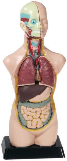 Produktbild Betzold Torso