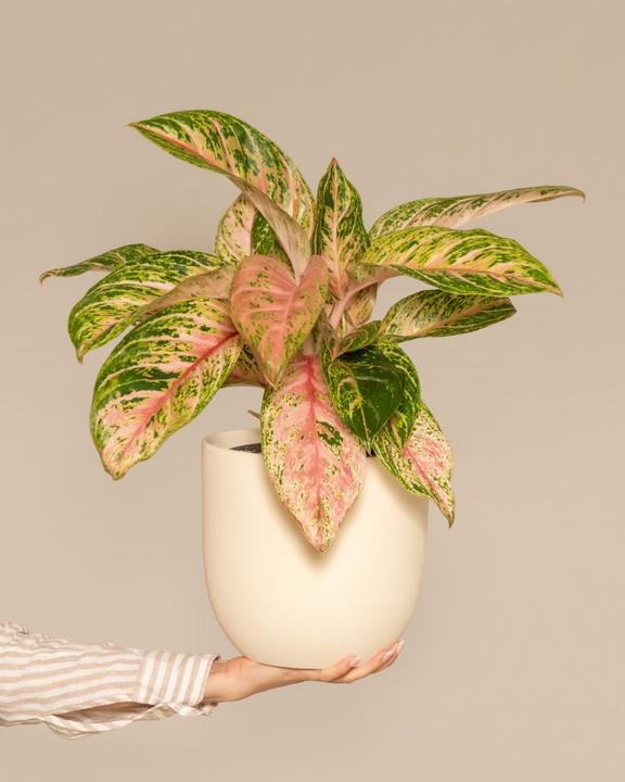 Actual product image feey Aglaonema Cocomelon (35 cm, Freshly repotted)
