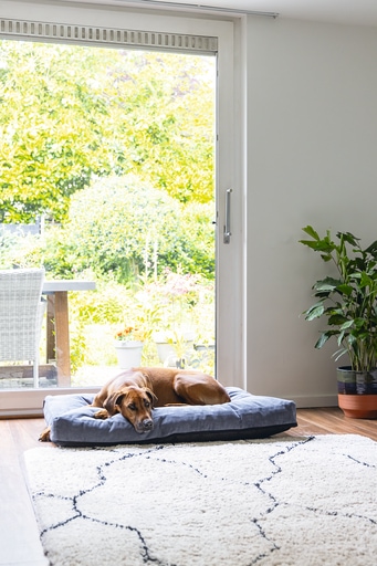 Immagine prodotto Beeztees Cuscino ortopedico per divano Veo (Cane)
