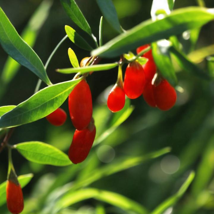 Actual product image Plant in a Box Lycium barbarum - Set of 6 goji plants (25 cm)