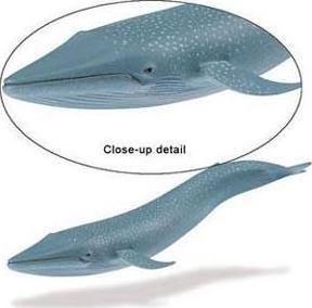 Image du produit Safari Baleine bleue