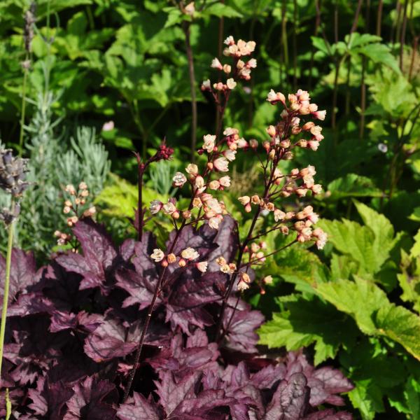 Produktbild Säntispracht Ein herbstblühendes Purpurglöckchen - Heuchera x brizoides 'Shanghai' (40 cm)