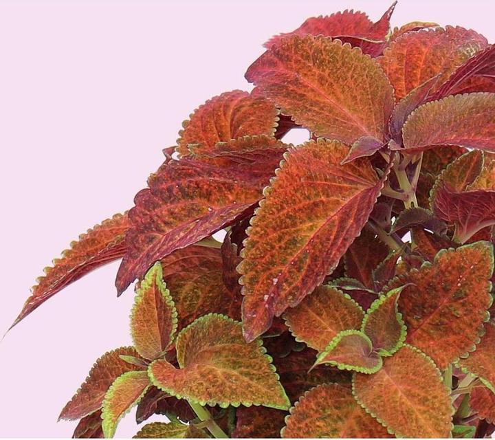 Produktbild Prêt à Pousser Saatgut Coleus (Kräutersamen)