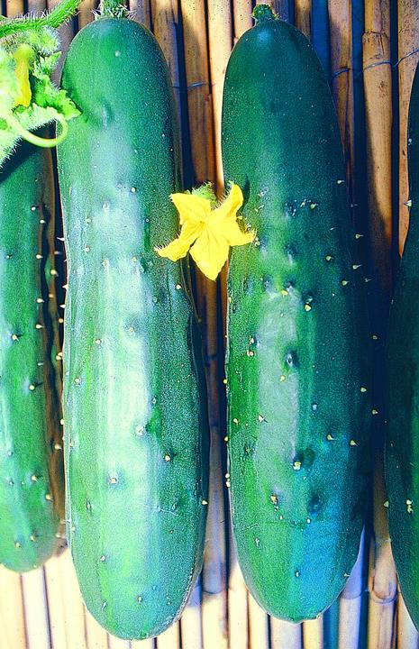 Actual product image Zollinger Bio Cucumber, Nostrano (Vegetable seeds)