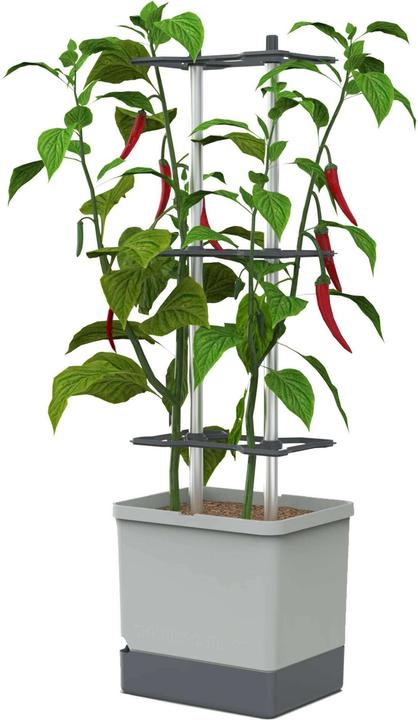 Actual product image Gusta Garden Charly Chilli XL