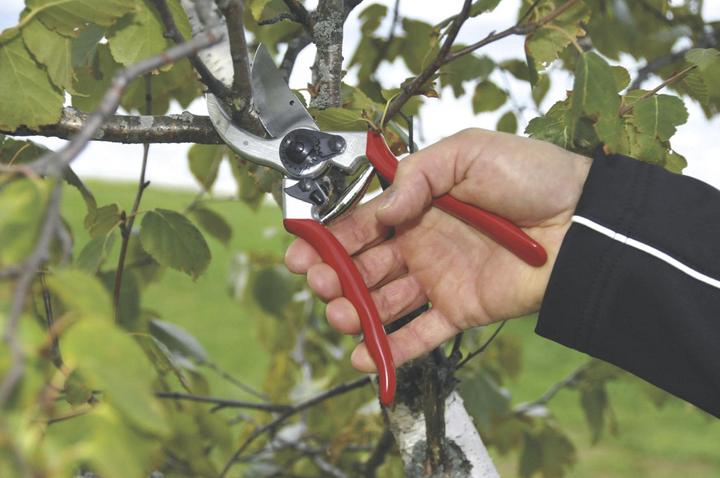 Immagine prodotto Felco 2 Cesoie bypass per mani grandi, per destrorsi