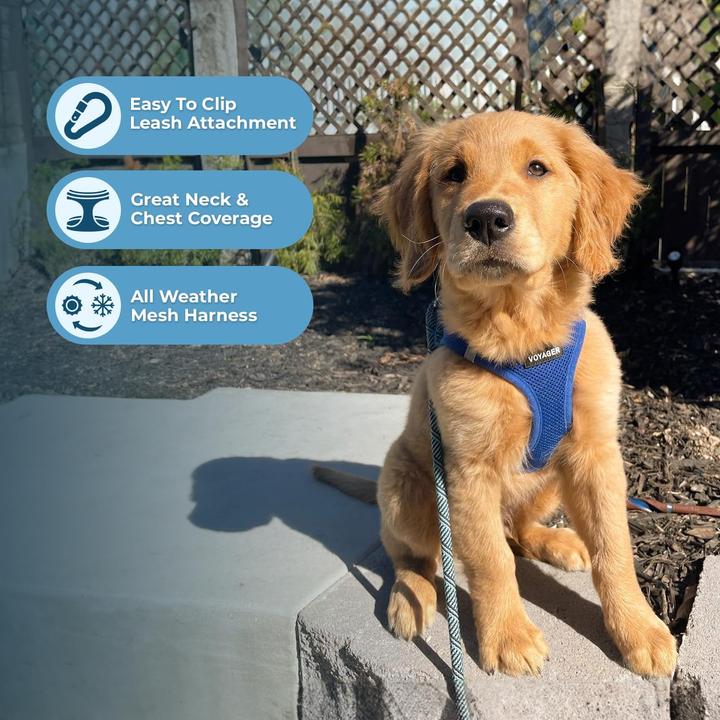 Actual product image Voyager Step-in-Air Hundegeschirr (3XS, Dog)