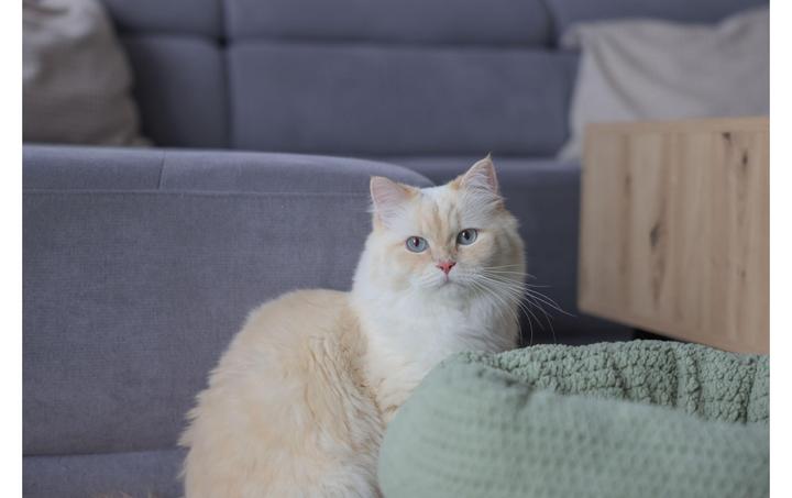 Image du produit Kerbl Lit douillet Anne pour chats (Chat)