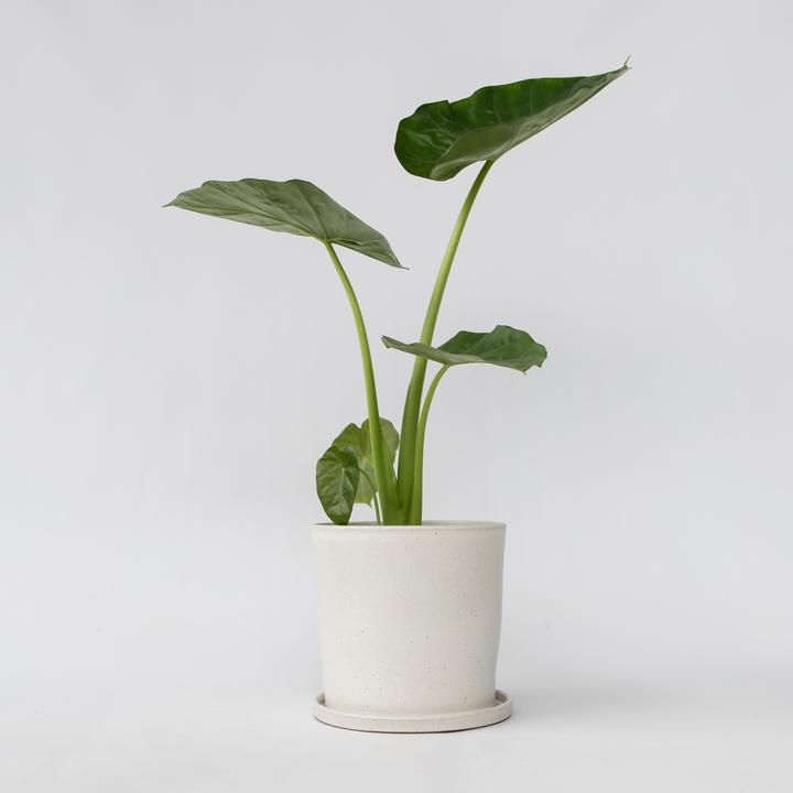 Actual product image Plant in a Box Alocasia macrorrhizos - Giant Ear (70 cm)