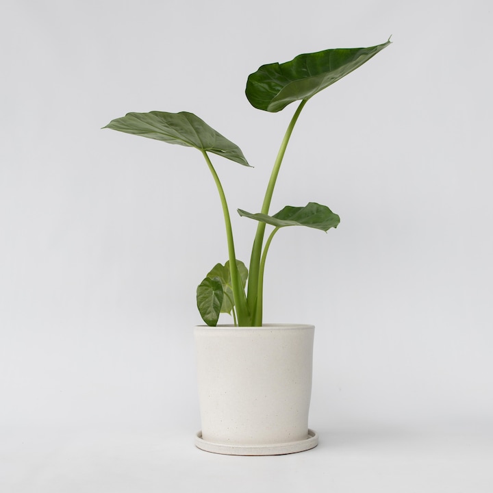 Produktbild Plant in a Box Alocasia macrorrhizos - Riesenohr (70 cm)