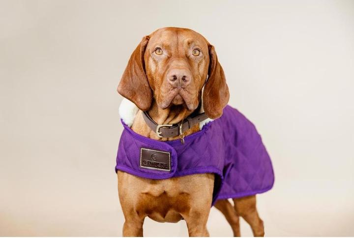 Actual product image Kentucky Dogwear Dog Coat Original (XXS, Dog coat)