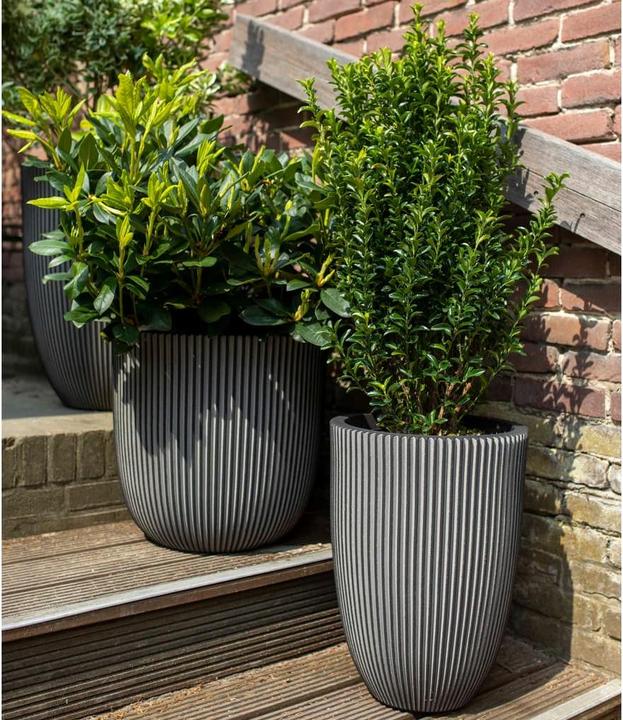 Produktbild Capi Morgan (35 x 34 cm)