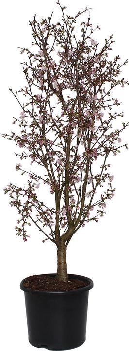 Produktbild Zulauf Kurilen-Kirsche / Prunus nipponica 'Ruby' (125 cm)