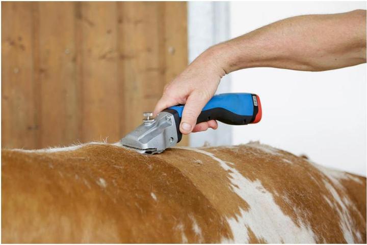 Actual product image Kerbl Cordless clipper Bonum cattle, 1 battery, blue (Vault)