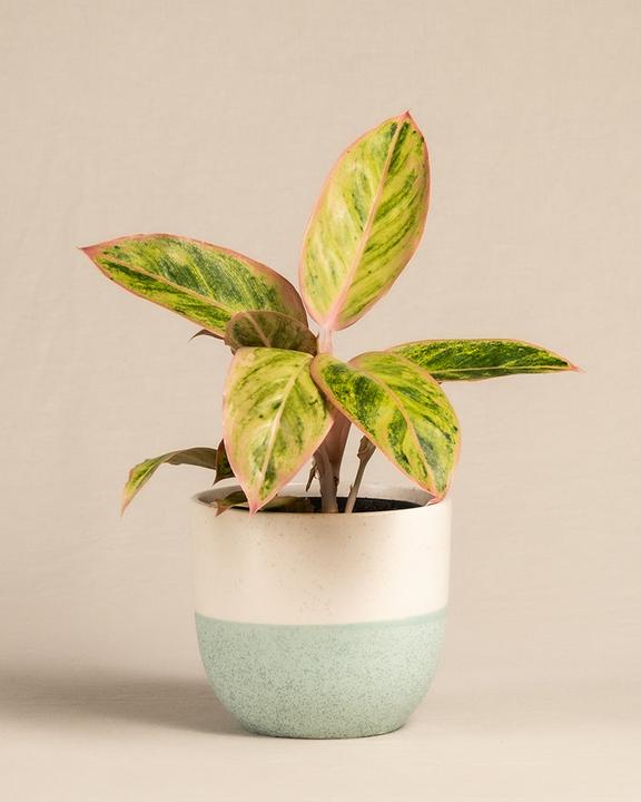 feey Aglaonema Salmon Fantasy (25 cm, Frisch umgetopft)
