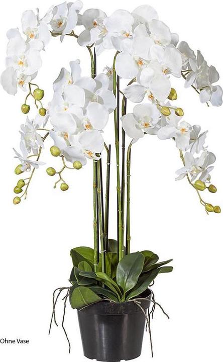 Novidarte Orchidee (70 cm)
