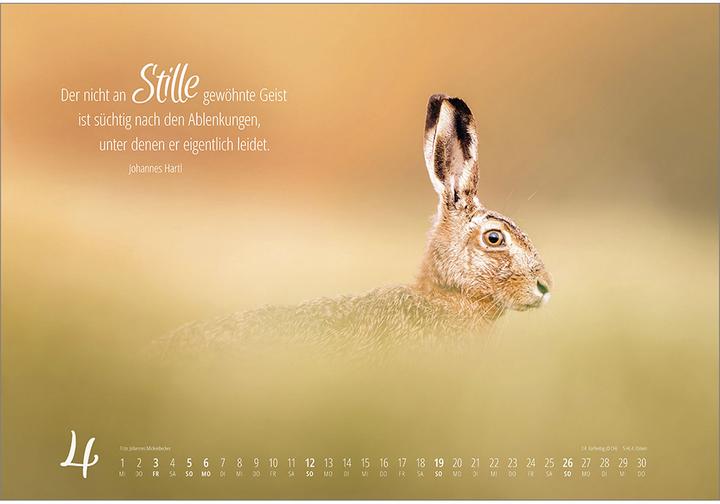 Produktbild Real Wildlife 2026 (49 x 34 cm)