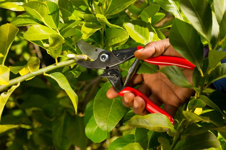 Immagine prodotto Felco 5 Cesoie bypass per mani grandi, per destrorsi